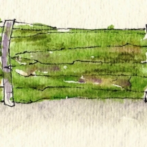 2011-04-17-Asparagus1