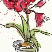 2011-0910-Amaryllis