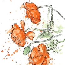 2012-05-First-poppies