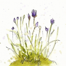 20120511-Faithful-chives