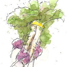 Radishes-red-and-white