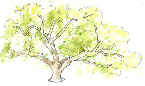 Live Oak tree San Antonio TX
