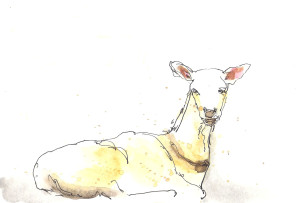 201408 Animal adv goat