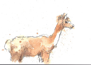 201408 Animal adv lama