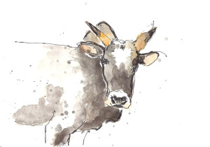 201408 animal adv cow