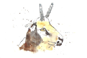 201408 animal adv goat 2