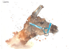 201408 animal adv llama 2
