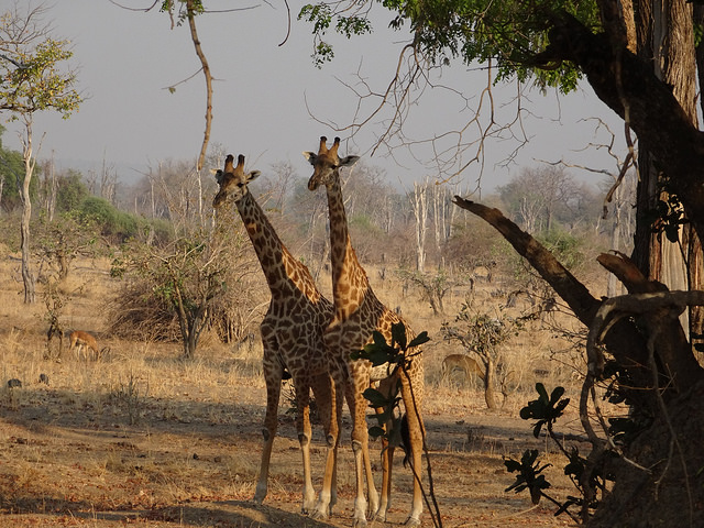 Zambia giraffe photo