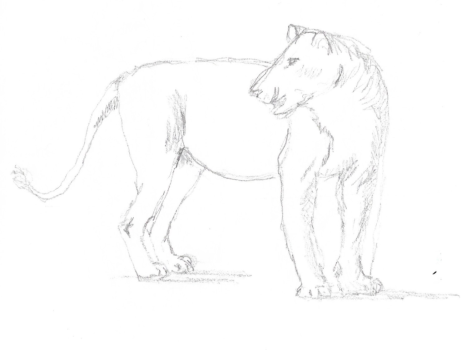 Lion sketch 1
