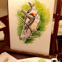 Red-billed Hornbills