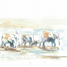 elephants - river crossing