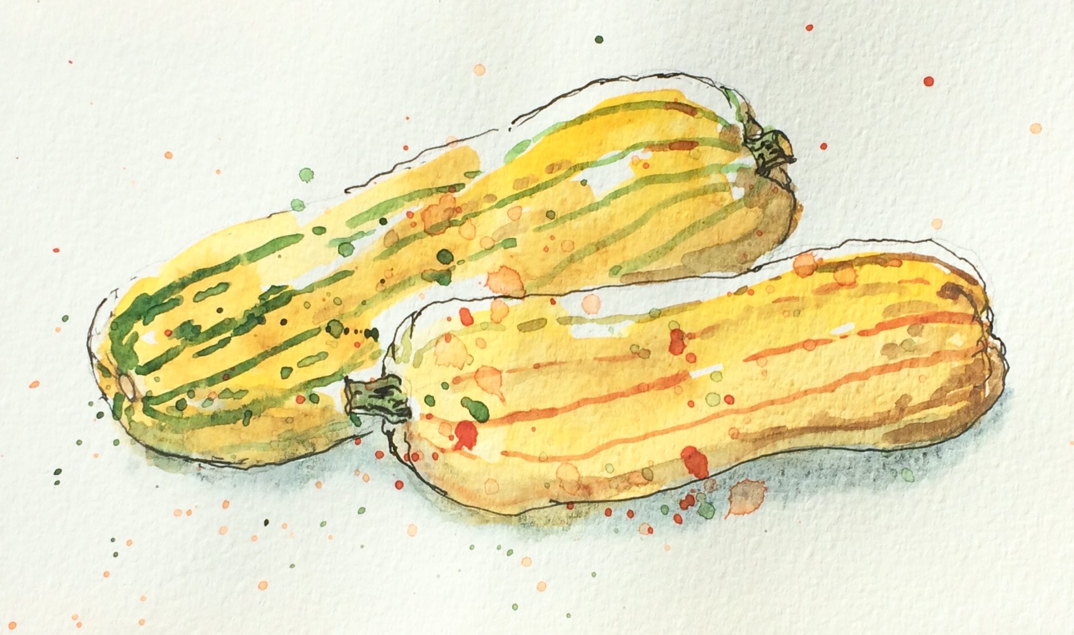 Delicata squash 