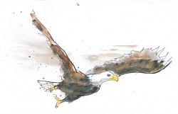 Soaring eagle