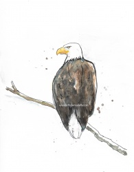 Bald eagle