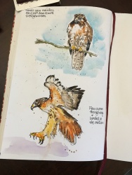 Hawks along the highway