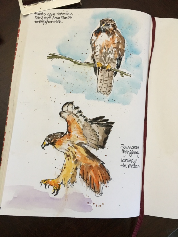 Hawks along the highway