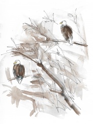 Two bald eagles