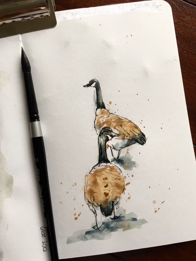 Canada geese
