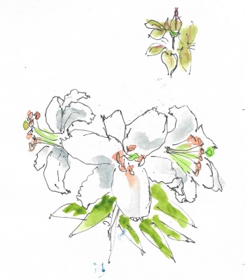 Parnell Garden flowers