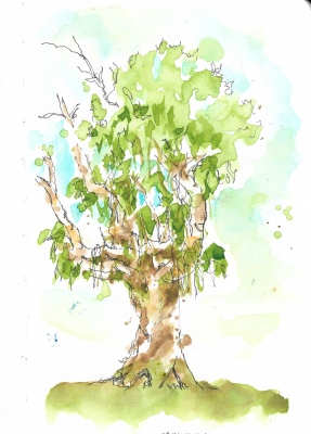 Tree in Parnell Gardens