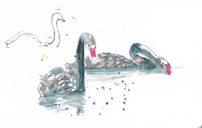 black swans