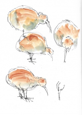 Kiwis