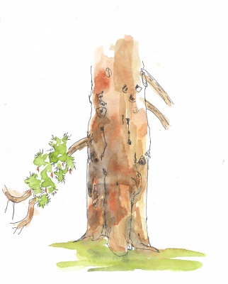 Douglas fir