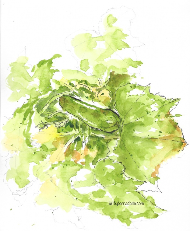 Zucchini from the garden