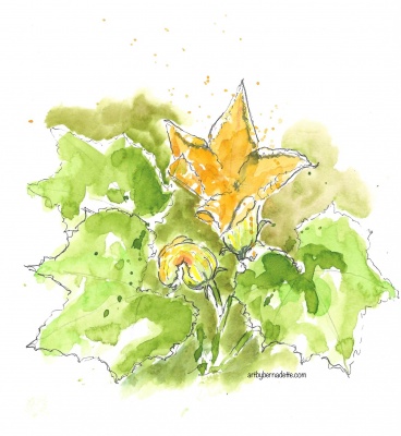 Zucchini watercolor