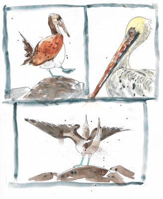 Galápagos pelican and booby