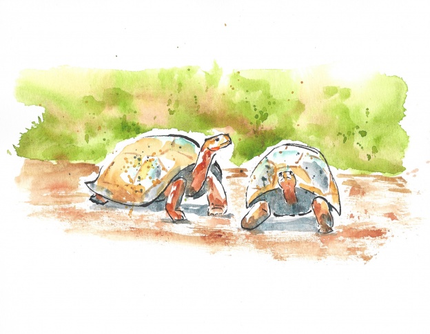 Galápagos tortoise