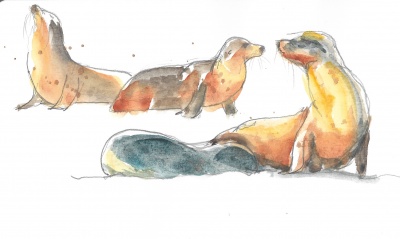 Galápagos sea lions 