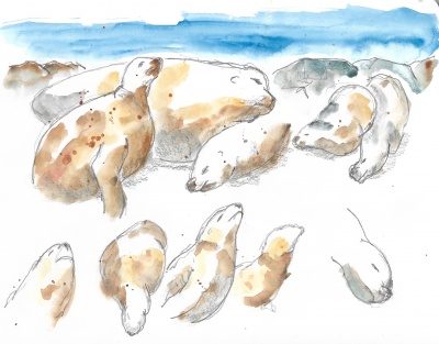 Galápagos sea lions 