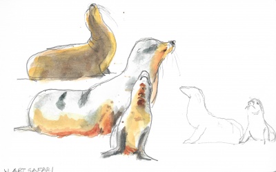 Galápagos sea lions 