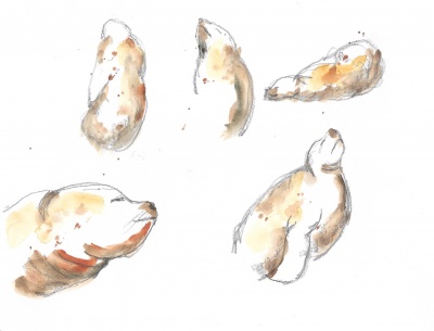 Galápagos sea lions 2