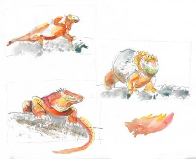 Galápagos land iguanas 