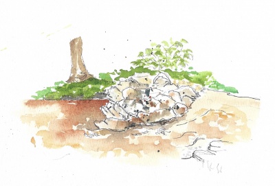 Pisgah Natl Forest scene