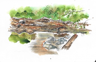 Fallen tree across the stream
