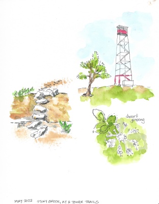 Fire tower, creek crossing and dwarf ginseng