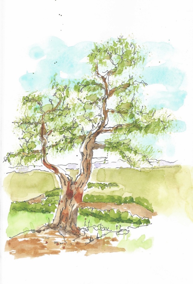 View along Ridge trail