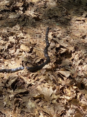 Black rat snake