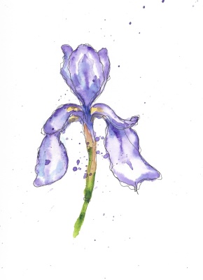 Blue irises 02