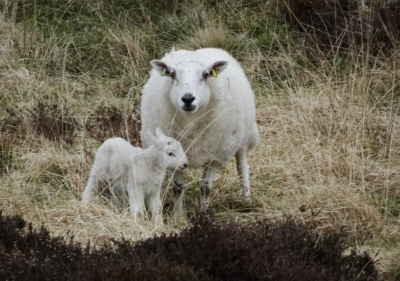 Scottish lambs